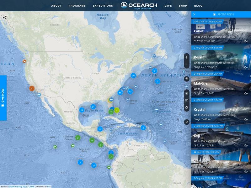【鲨鱼追踪器】OCEARCH 鲨鱼追踪器<b>※</b>2024年04月21日网站截图